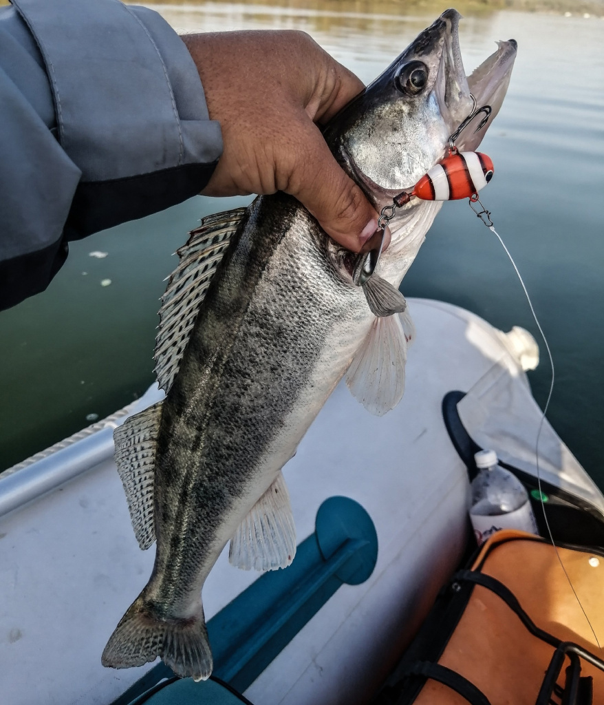 Судак и тейлик.jpg