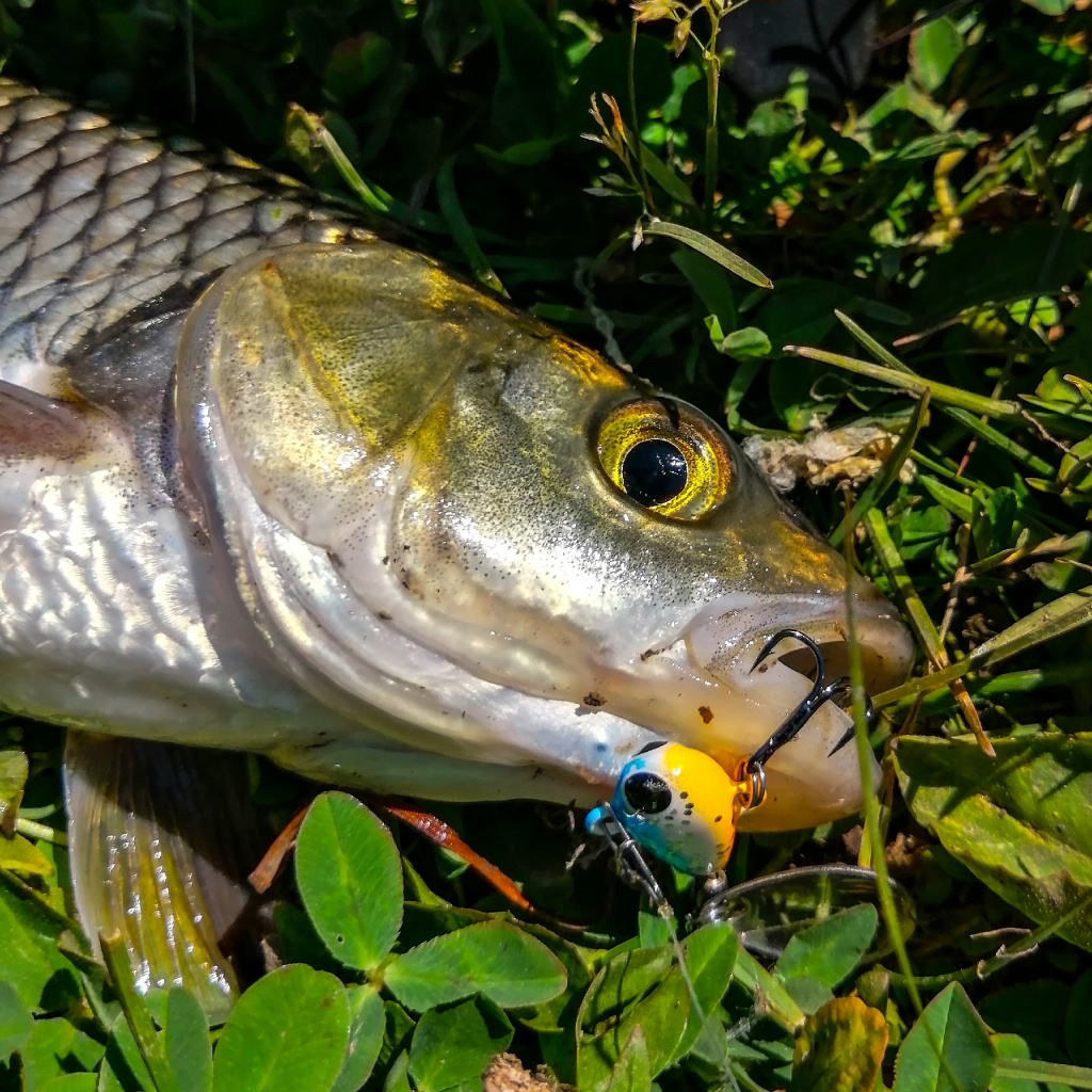 Голавль и тейлик.jpg