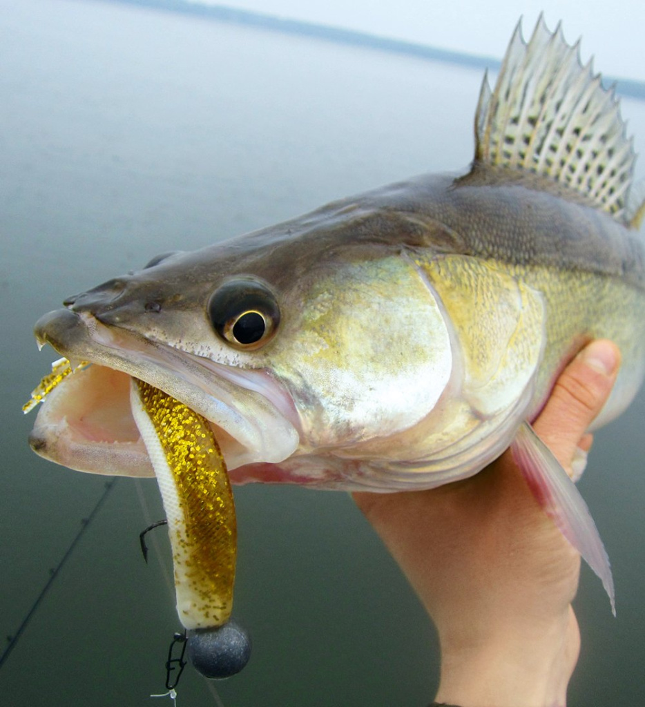 Силиконовые приманки - на что обращать внимание