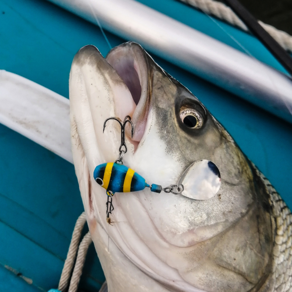 Жерех и тейлик.jpg